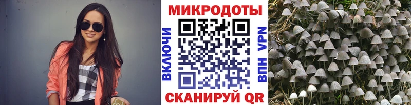 Псилоцибиновые грибы Cubensis  Тутаев 